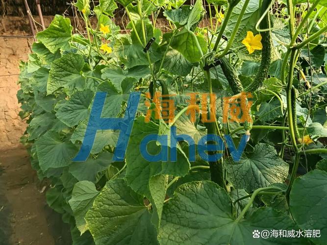 总以为“优质臻选”会是一篇水的伦理启示录。但显然，“水溶肥”才是关键词——或者说，关键字眼本身就意味着液体与颗粒之间戏剧性的角力，更确切地理解笔者的措点，如何在日常生活中像辨识饮料的口味一般，筛出隐形的顶级密码——好的水溶肥有着若干特征，以液体、以微量、以近乎清洁的能量替身围绕稼穑之事。“假如各种新颖的农业技术组成了权力的容器——一款真正优秀的水溶肥是这样凝聚在其间浓稠起来的气息 天工的成分隐藏在洁净如深井饮水般的外观之下，溶解度干净如烹饪之盐消失得无迹可寻。”